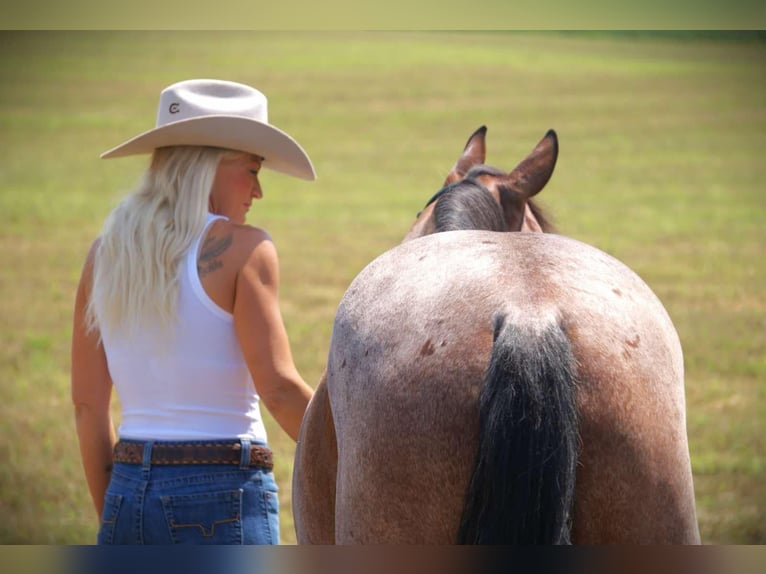 Quarter horse américain Jument 4 Ans 147 cm Roan-Bay in Camden MI