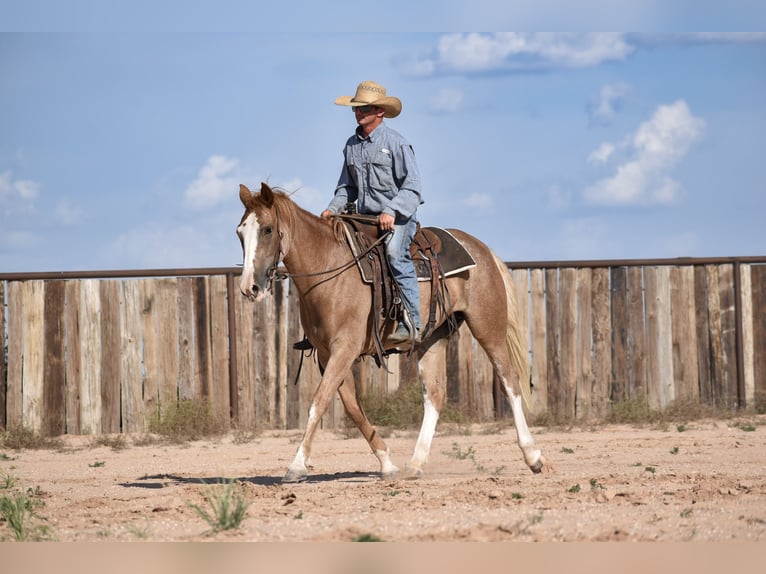 Quarter horse américain Jument 4 Ans 147 cm Rouan Rouge in Dawn
