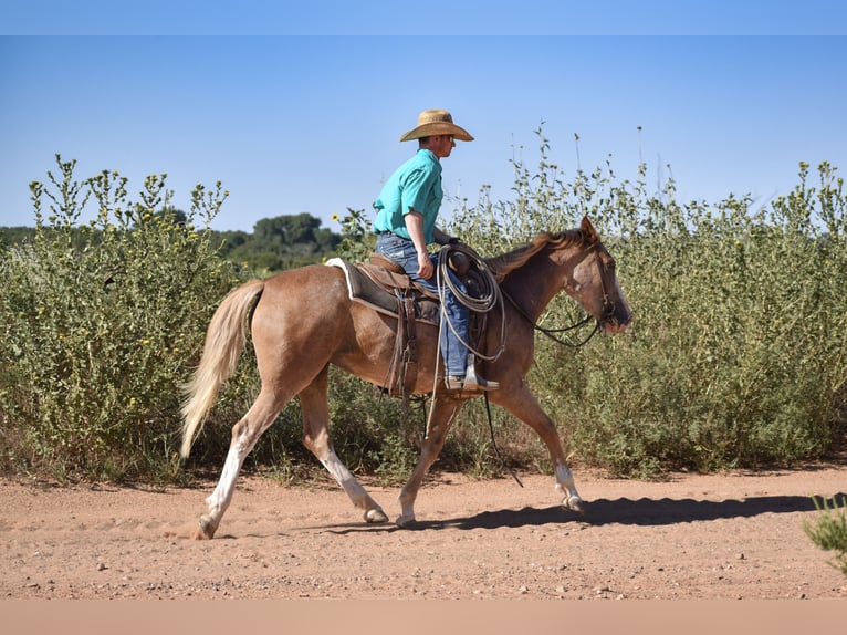 Quarter horse américain Jument 4 Ans 147 cm Rouan Rouge in Dawn