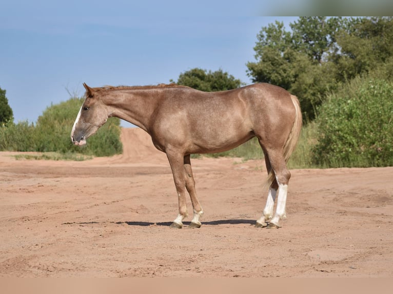 Quarter horse américain Jument 4 Ans 147 cm Rouan Rouge in Dawn