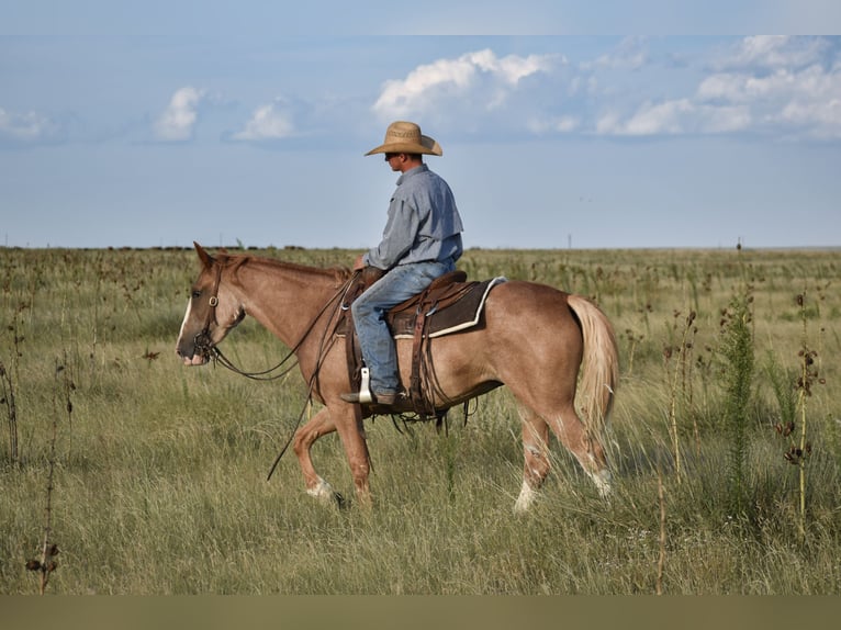 Quarter horse américain Jument 4 Ans 147 cm Rouan Rouge in Dawn