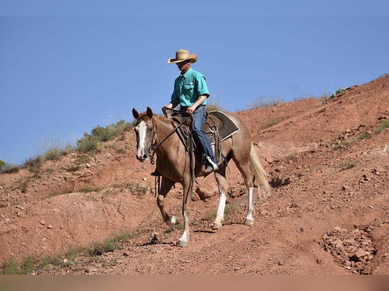 Quarter horse américain Jument 4 Ans 147 cm Rouan Rouge in Dawn
