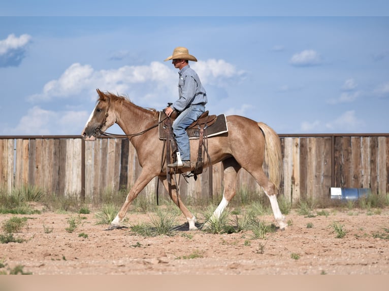 Quarter horse américain Jument 4 Ans 147 cm Rouan Rouge in Dawn