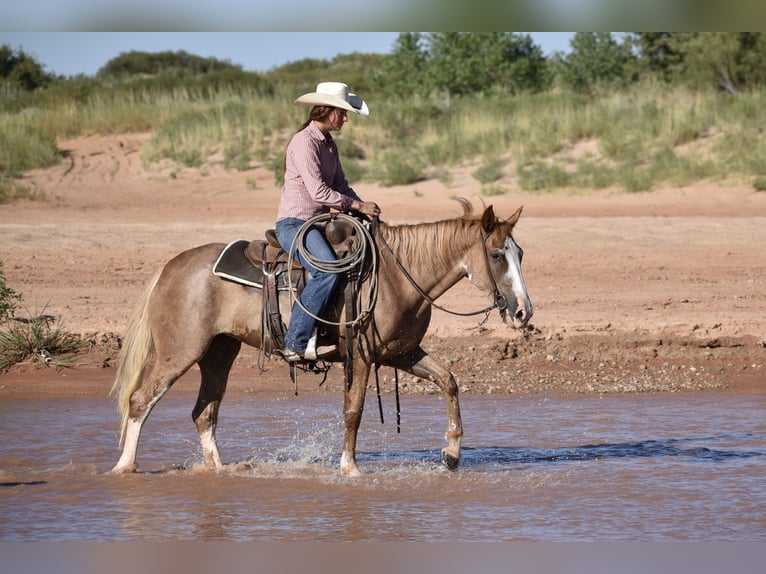 Quarter horse américain Jument 4 Ans 147 cm Rouan Rouge in Dawn