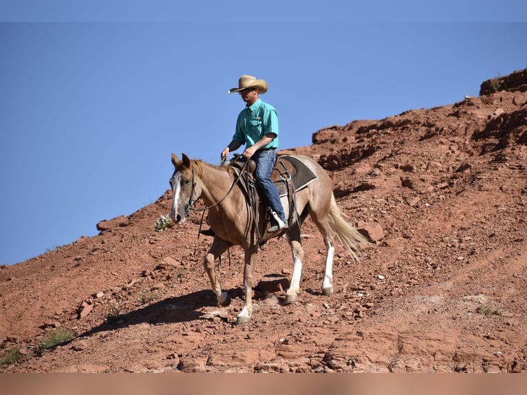 Quarter horse américain Jument 4 Ans 147 cm Rouan Rouge in Dawn