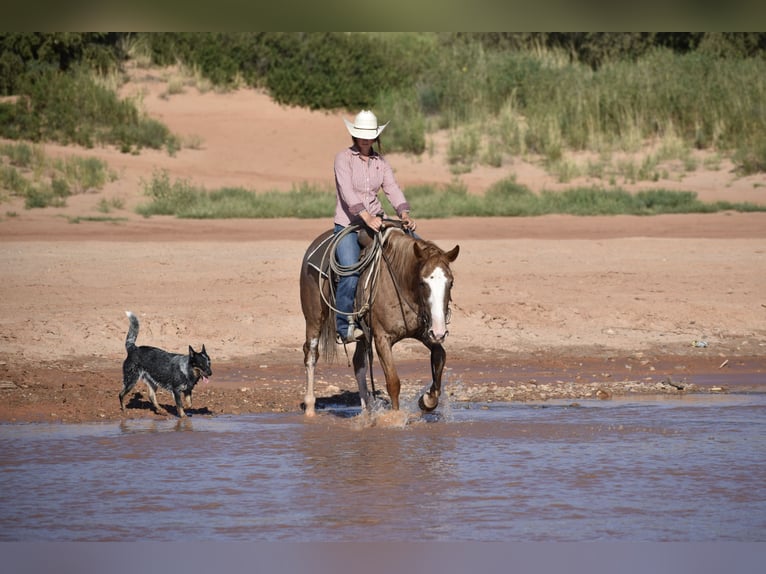 Quarter horse américain Jument 4 Ans 147 cm Rouan Rouge in Dawn