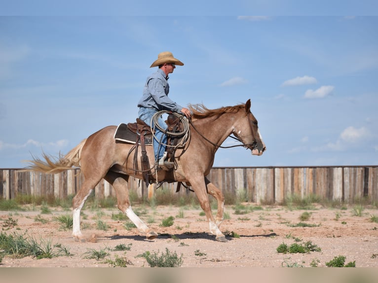 Quarter horse américain Jument 4 Ans 147 cm Rouan Rouge in Dawn