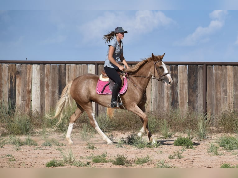 Quarter horse américain Jument 4 Ans 147 cm Rouan Rouge in Dawn
