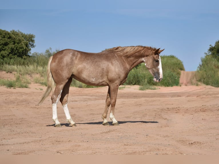 Quarter horse américain Jument 4 Ans 147 cm Rouan Rouge in Dawn