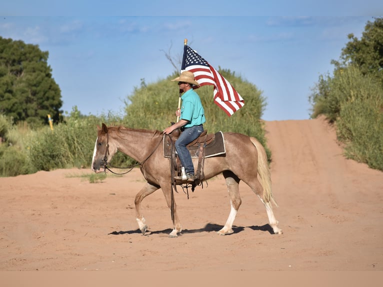 Quarter horse américain Jument 4 Ans 147 cm Rouan Rouge in Dawn
