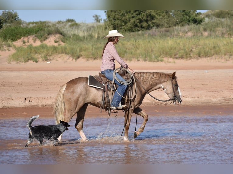 Quarter horse américain Jument 4 Ans 147 cm Rouan Rouge in Dawn