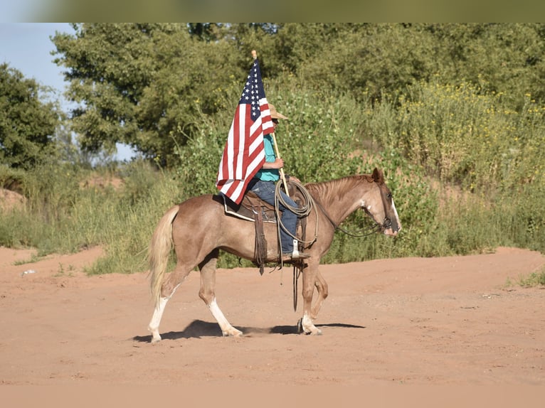 Quarter horse américain Jument 4 Ans 147 cm Rouan Rouge in Dawn