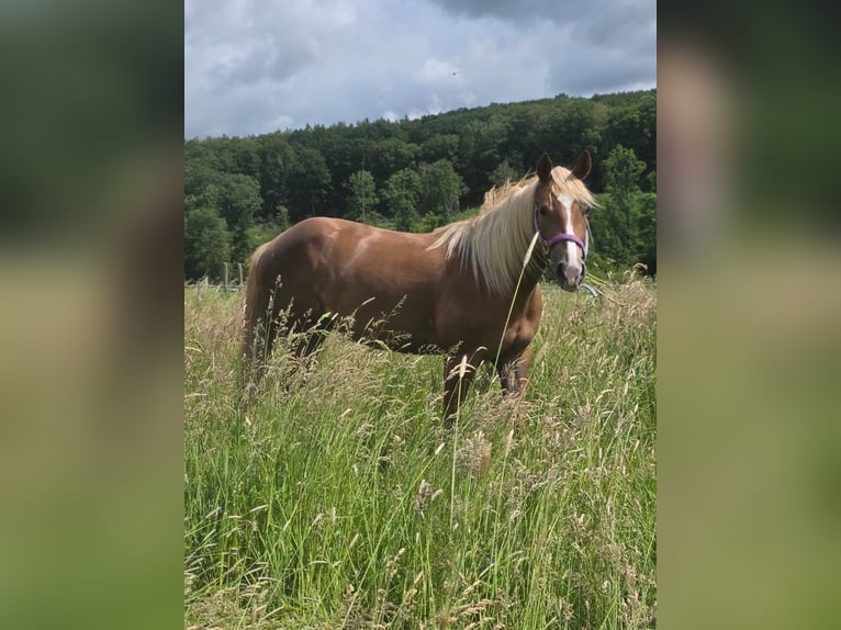 Quarter horse américain Jument 4 Ans 148 cm Alezan brûlé in Rheinbach