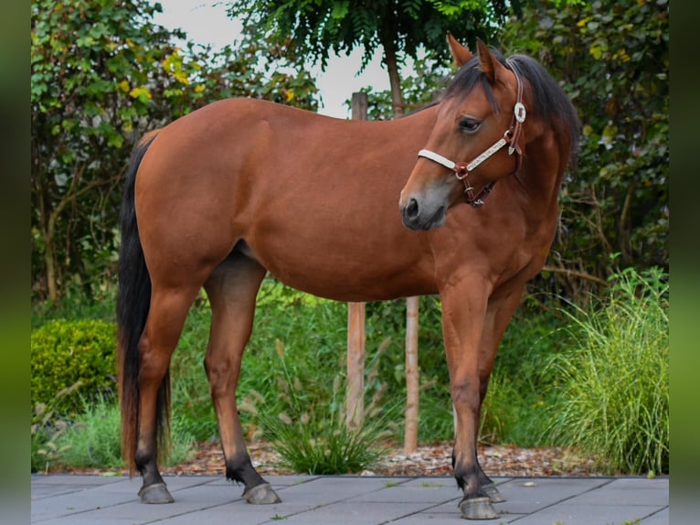 Quarter horse américain Jument 4 Ans 148 cm Bai in Schönkirchen