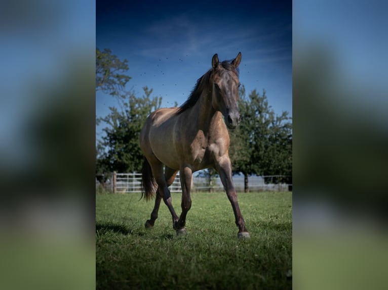 Quarter horse américain Jument 4 Ans 148 cm Grullo in Rüti