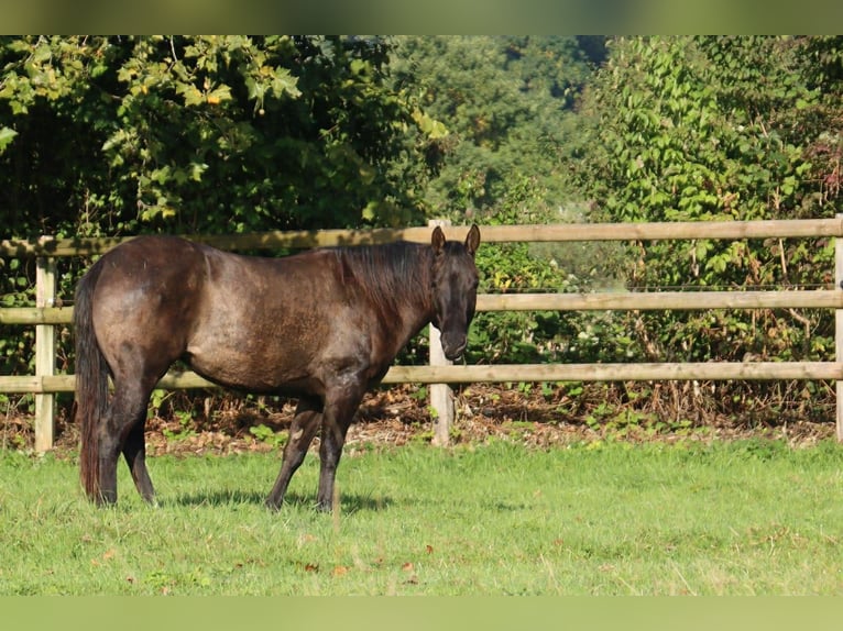 Quarter horse américain Jument 4 Ans 148 cm Grullo in Rüti