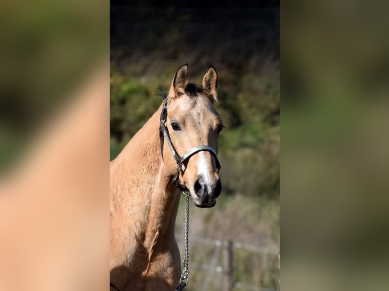 Quarter horse américain Jument 4 Ans 148 cm Isabelle in AalenWasseralfingen