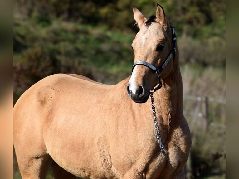 Quarter horse américain Jument 4 Ans 148 cm Isabelle in AalenWasseralfingen