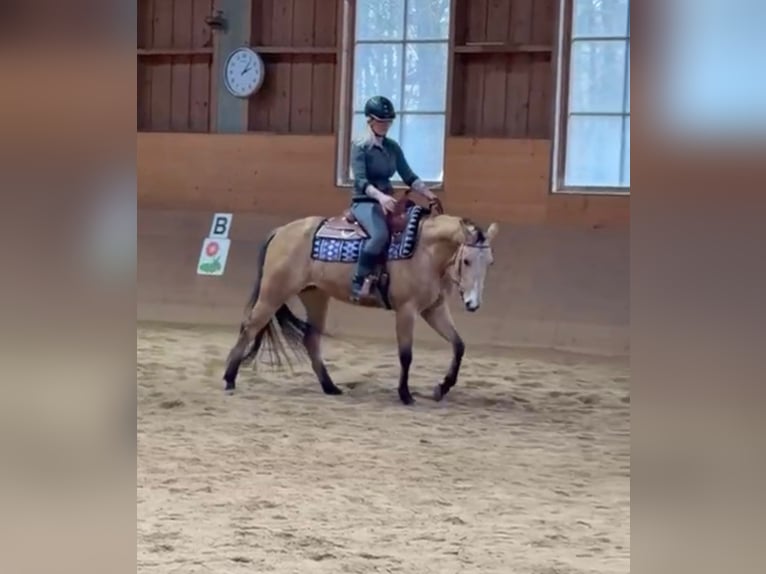 Quarter horse américain Jument 4 Ans 148 cm Isabelle in AalenWasseralfingen