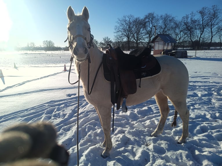 Quarter horse américain Jument 4 Ans 148 cm Palomino in Nuow