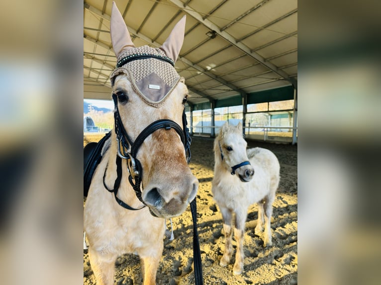 Quarter horse américain Jument 4 Ans 148 cm Palomino in Boccaleone
