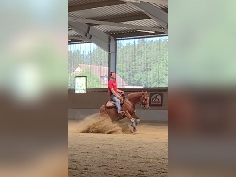 Quarter horse américain Jument 4 Ans 148 cm in Weiden in der Oberpfalz
