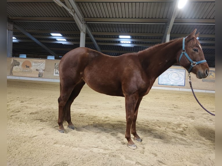 Quarter horse américain Jument 4 Ans 148 cm in Weiden in der Oberpfalz