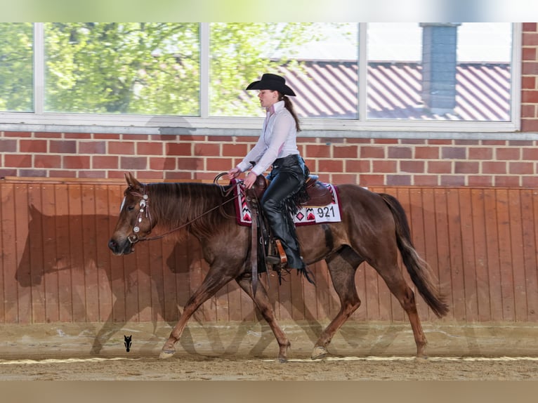 Quarter horse américain Jument 4 Ans 149 cm Alezan brûlé in Sendenhorst