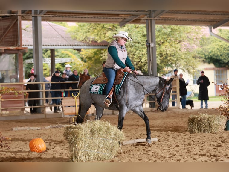 Quarter horse américain Jument 4 Ans 149 cm Rouan bleu in Oisnitz