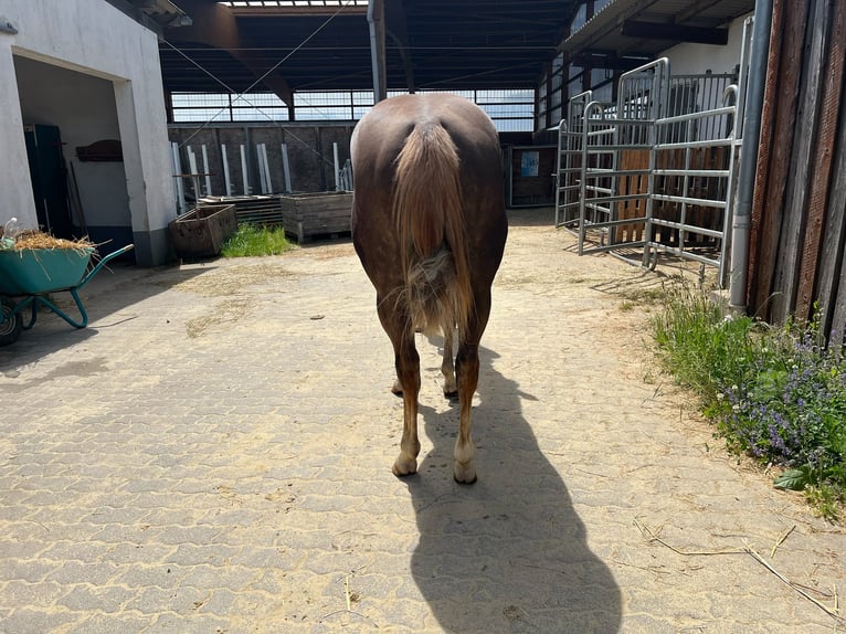 Quarter horse américain Jument 4 Ans 150 cm Alezan brûlé in Rheinbach
