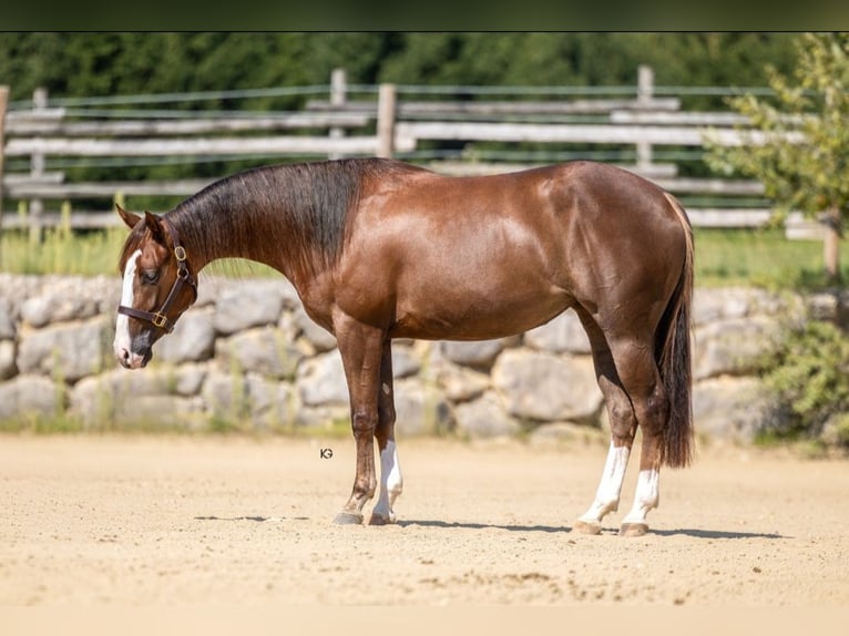 Quarter horse américain Jument 4 Ans 150 cm Alezan brûlé in Eschenau