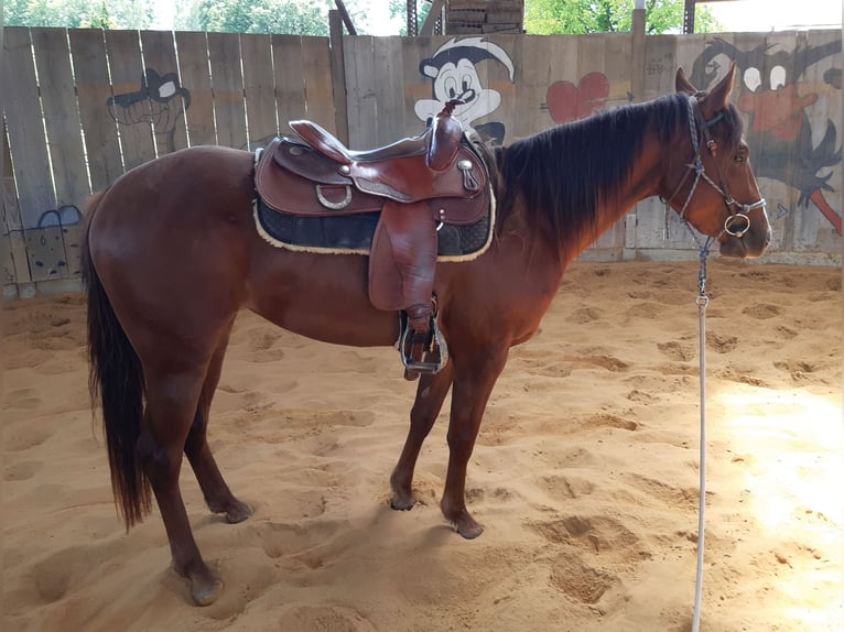 Quarter horse américain Jument 4 Ans 150 cm Alezan brûlé in OTTENHOFEN Quarter horse américain Jument 4 Ans 150 cm Alezan brûlé in OTTENHOFEN