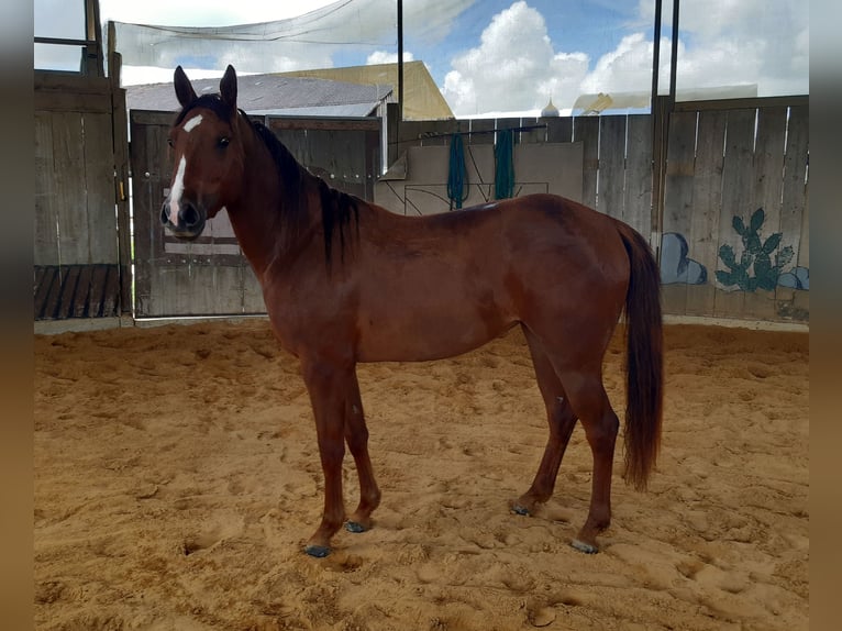 Quarter horse américain Jument 4 Ans 150 cm Alezan brûlé in OTTENHOFEN Quarter horse américain Jument 4 Ans 150 cm Alezan brûlé in OTTENHOFEN