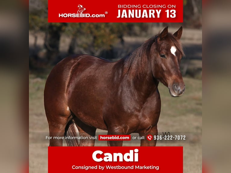 Quarter horse américain Jument 4 Ans 150 cm Alezan cuivré in Carthage, TX