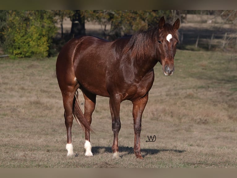 Quarter horse américain Jument 4 Ans 150 cm Alezan cuivré in Carthage, TX