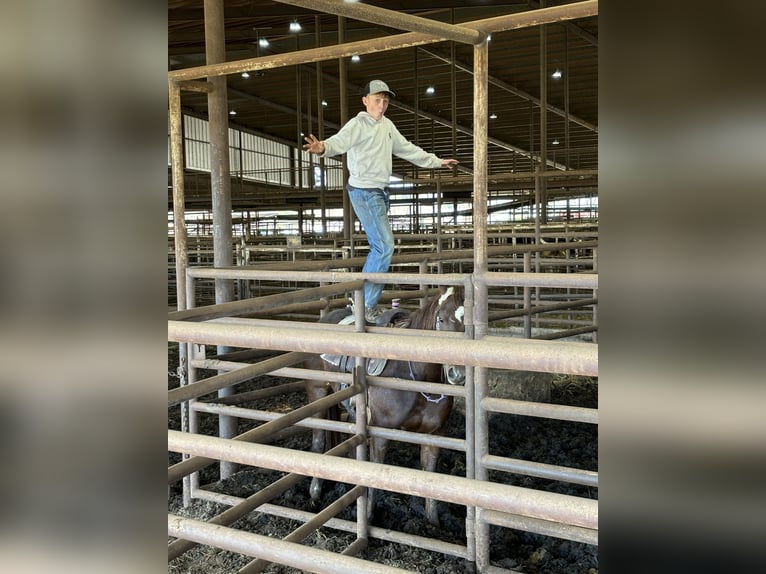 Quarter horse américain Jument 4 Ans 150 cm Alezan cuivré in Carthage, TX