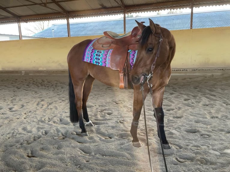 Quarter horse américain Jument 4 Ans 150 cm Alezan dun in treviso