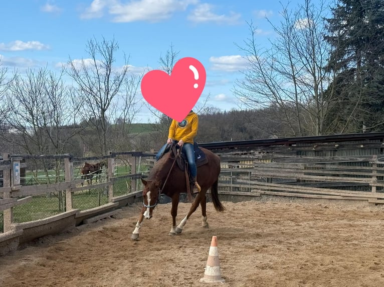 Quarter horse américain Jument 4 Ans 150 cm Alezan in Berga
