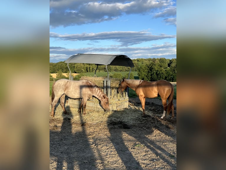 Quarter horse américain Jument 4 Ans 150 cm Alezan in Kappelen