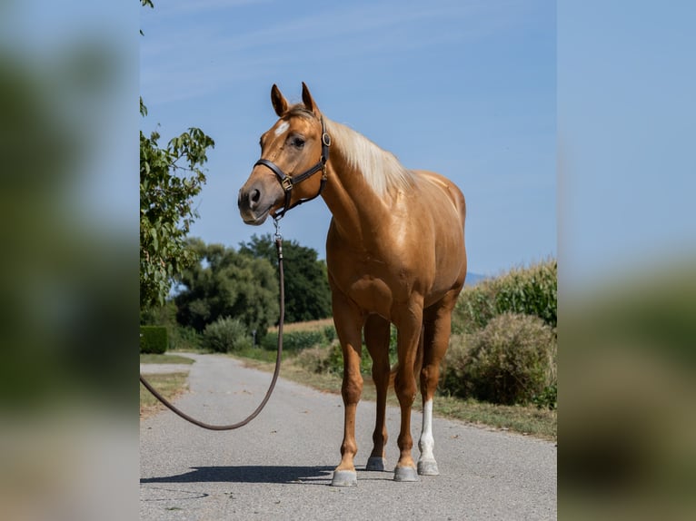 Quarter horse américain Jument 4 Ans 150 cm Alezan in Kappelen