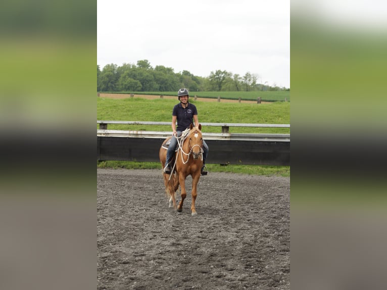 Quarter horse américain Jument 4 Ans 150 cm Alezan in Kappelen