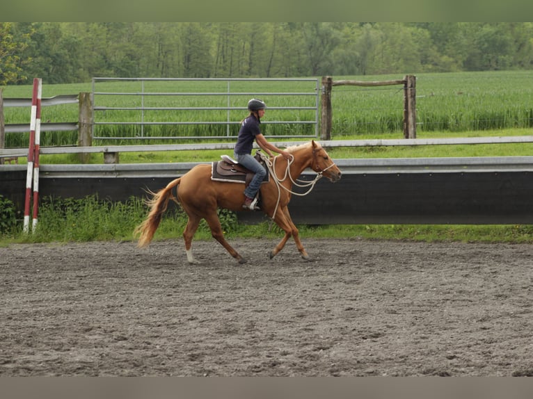 Quarter horse américain Jument 4 Ans 150 cm Alezan in Kappelen