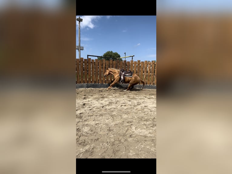 Quarter horse américain Jument 4 Ans 150 cm Alezan in Kappelen