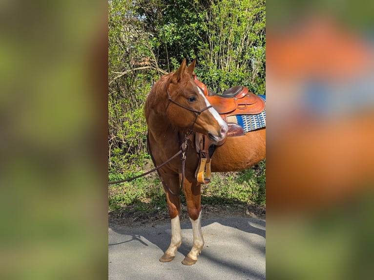Quarter horse américain Jument 4 Ans 150 cm Alezan in Celle