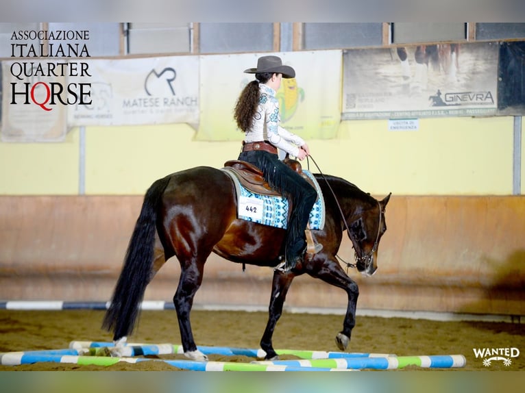 Quarter horse américain Jument 4 Ans 150 cm Bai brun foncé in terre d’adige