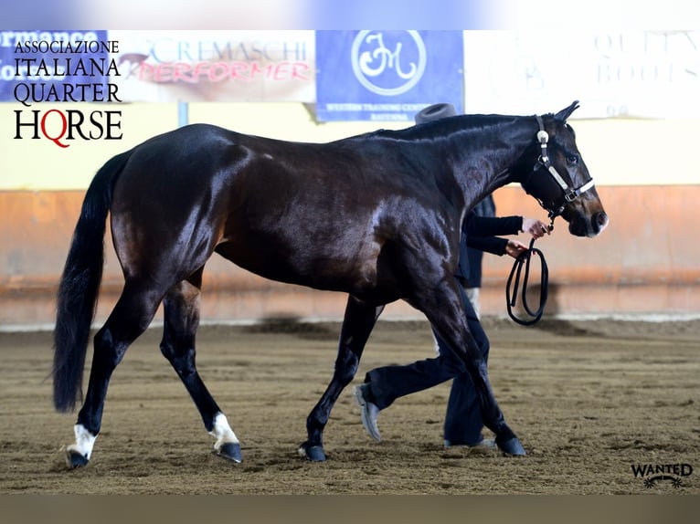 Quarter horse américain Jument 4 Ans 150 cm Bai brun foncé in terre d’adige