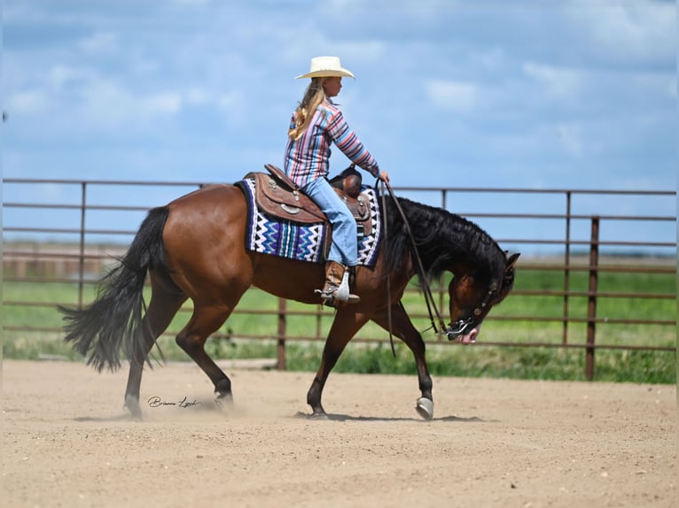 Quarter horse américain Jument 4 Ans 150 cm Bai cerise in Canistota