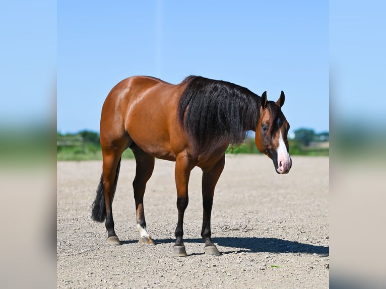 Quarter horse américain Jument 4 Ans 150 cm Bai cerise in Canistota