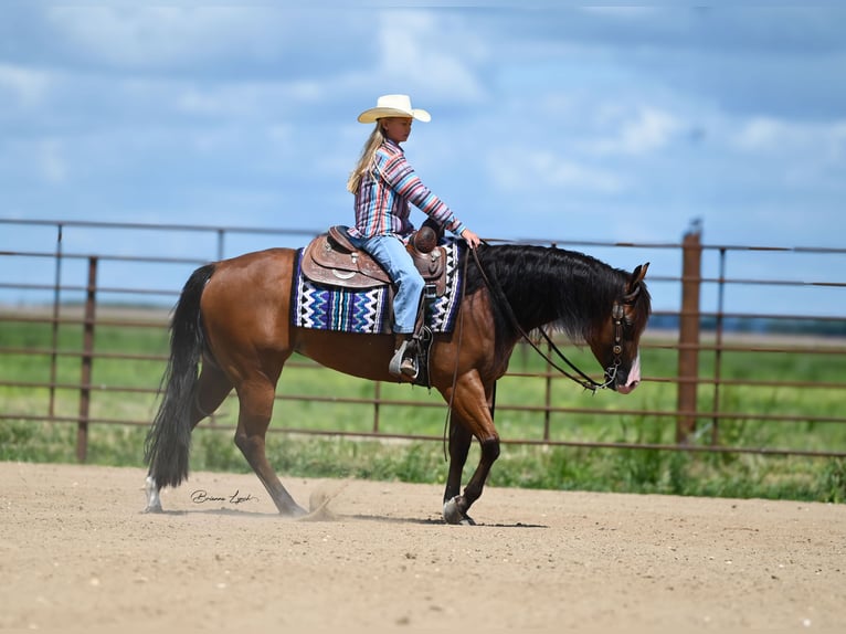 Quarter horse américain Jument 4 Ans 150 cm Bai cerise in Canistota