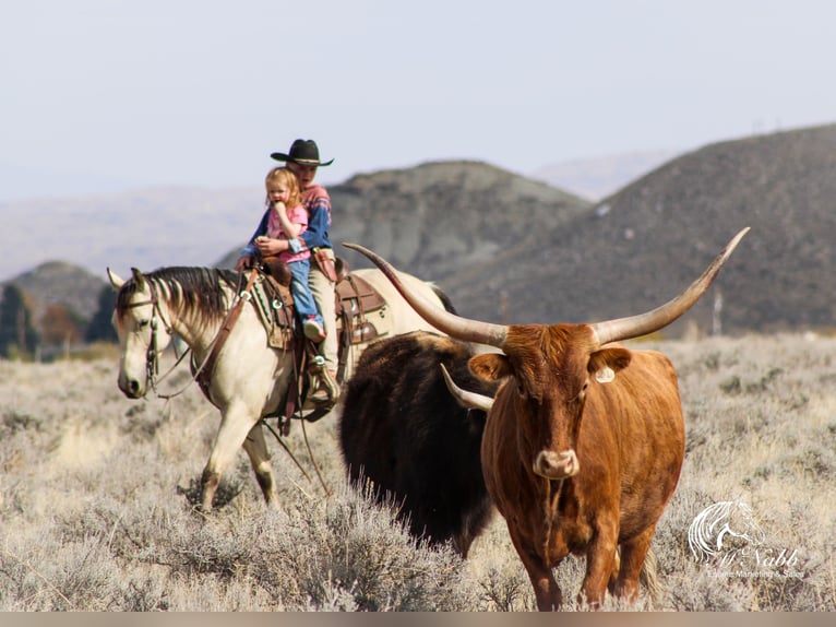 Quarter horse américain Jument 4 Ans 150 cm Buckskin in Cody